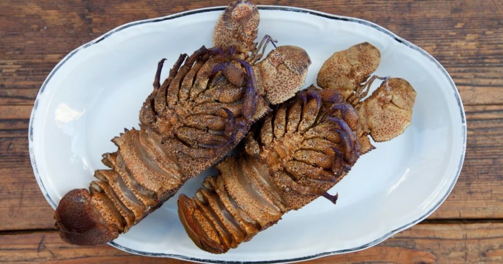 Slipper/Rock Lobster