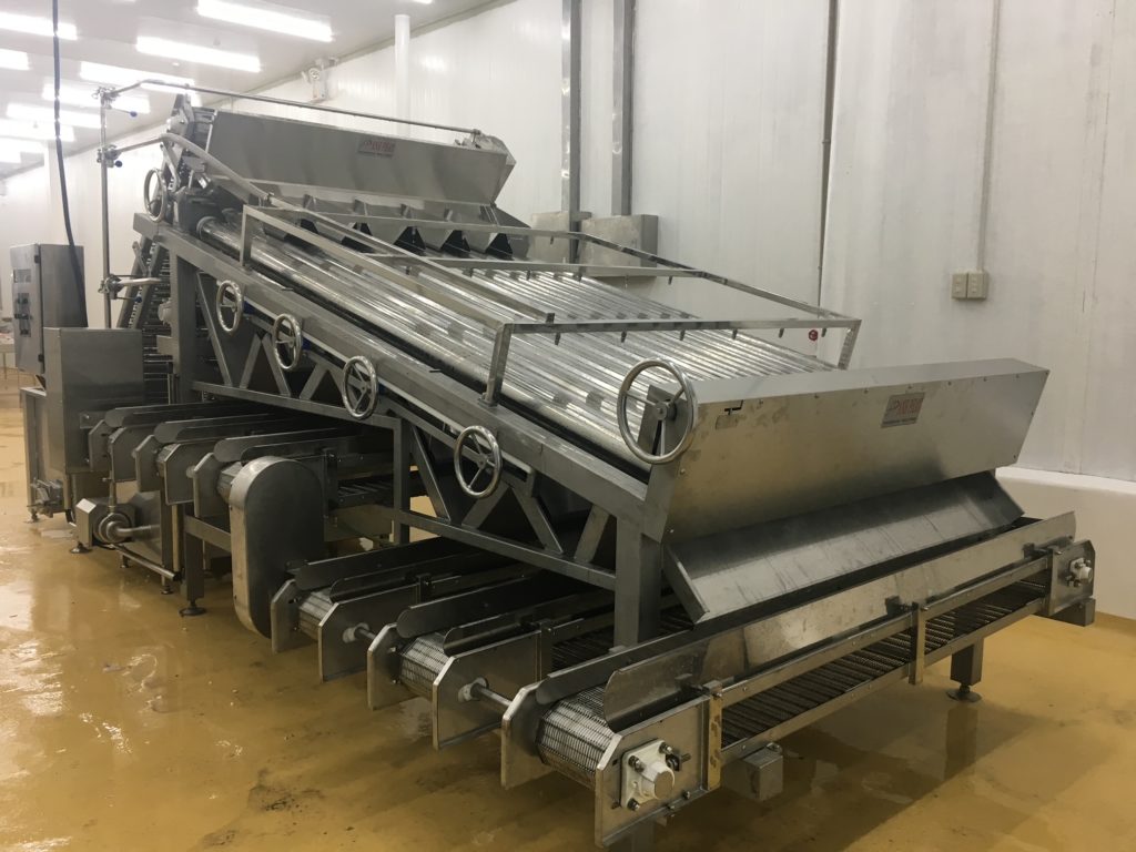 Shrimp sizing machine