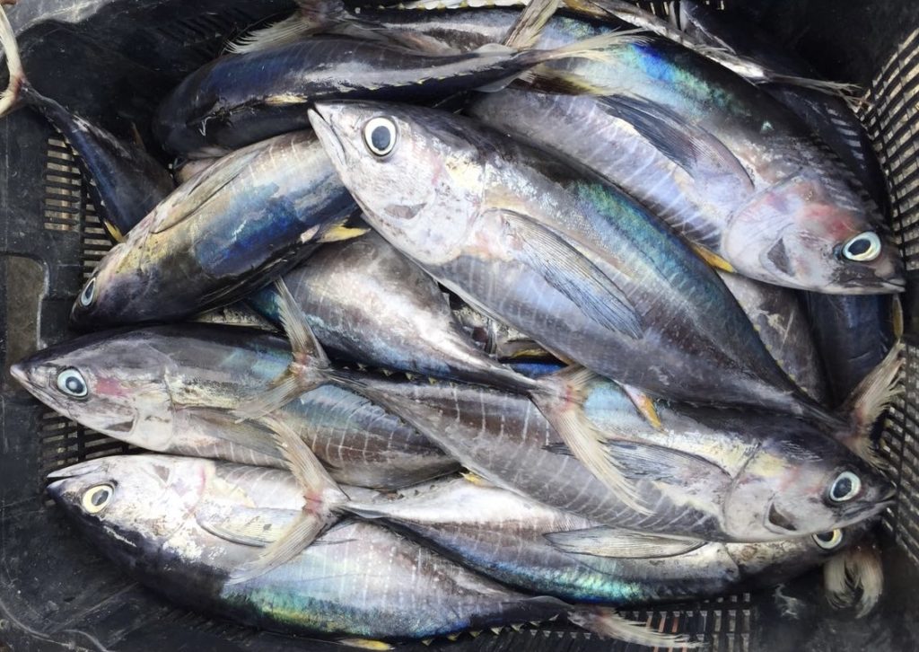 Skipjack Tuna – Small Size Tuna
