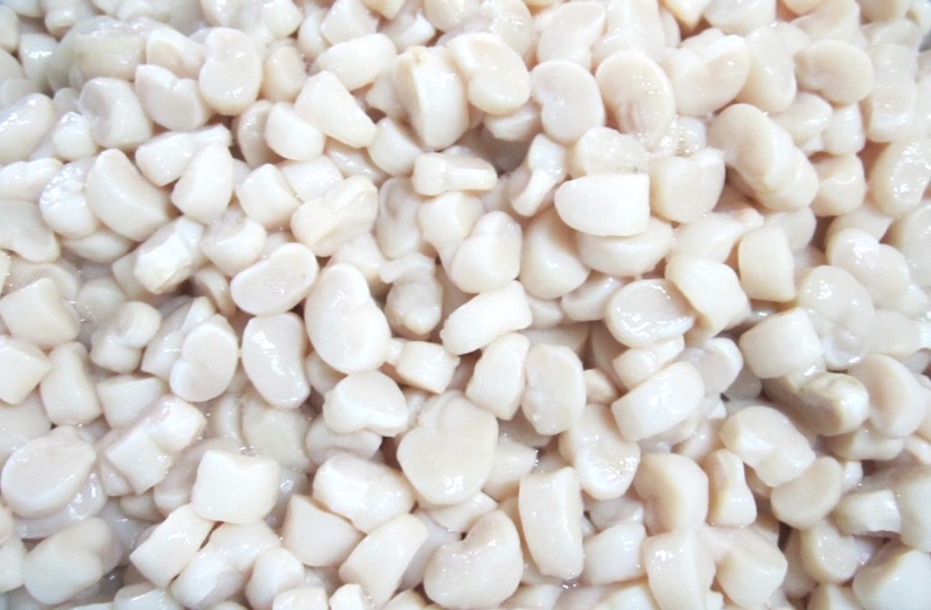 Tairagi (Pen shell scallop)
