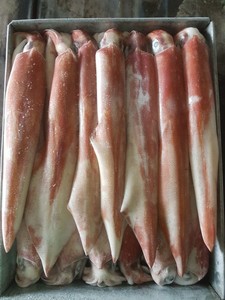 Whole Loligo Squid